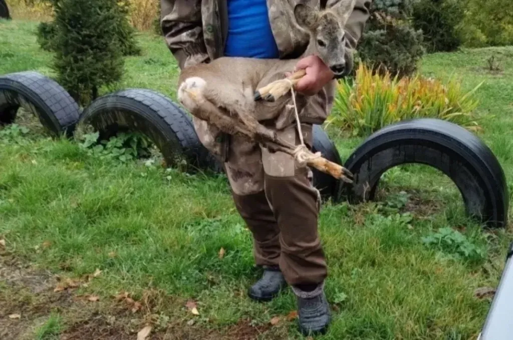 В селе Ломное спасли забредшего во двор косулёнка
